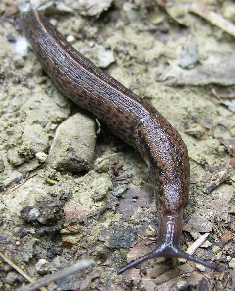 Tandonia rustica (Millet, 1843)